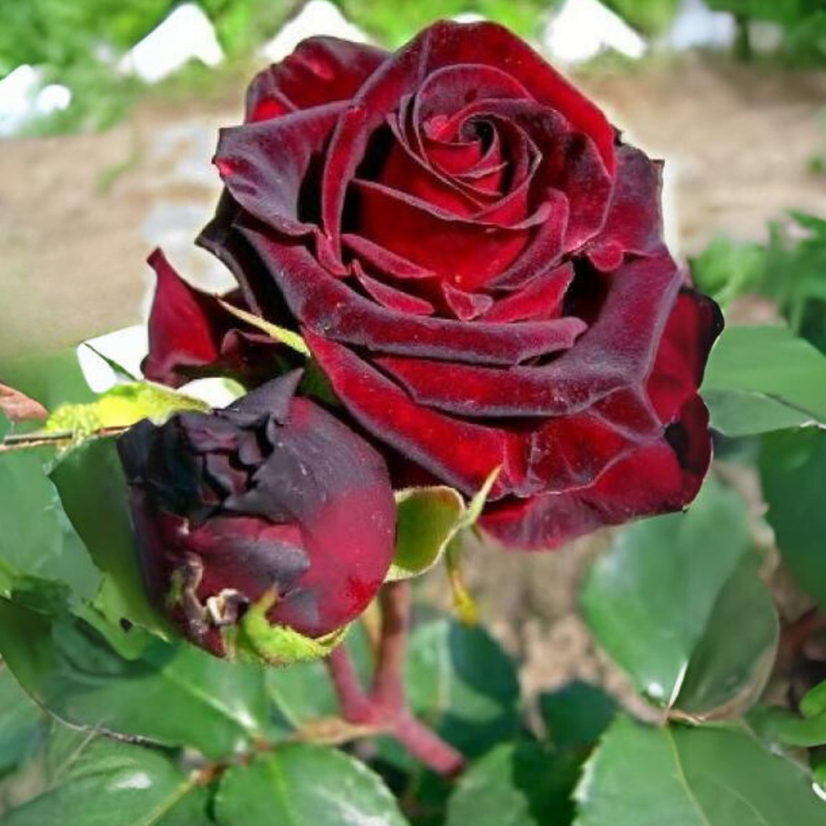 Black Magic Hybrid Tea Rose Flower Seeds, 30+ seeds