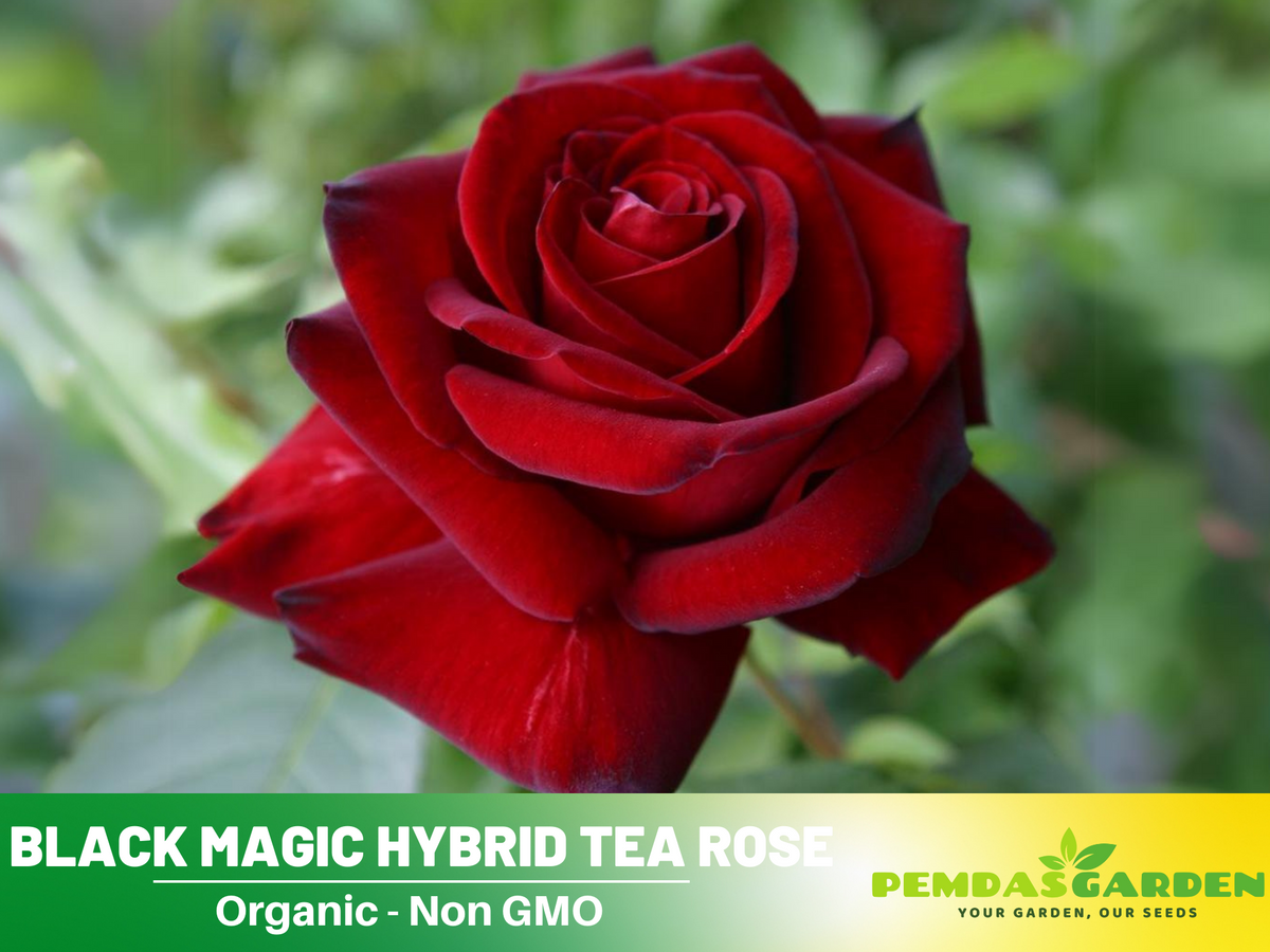 30+ Seeds| Black Magic Hybrid Tea  Rose Flower Seeds #1058