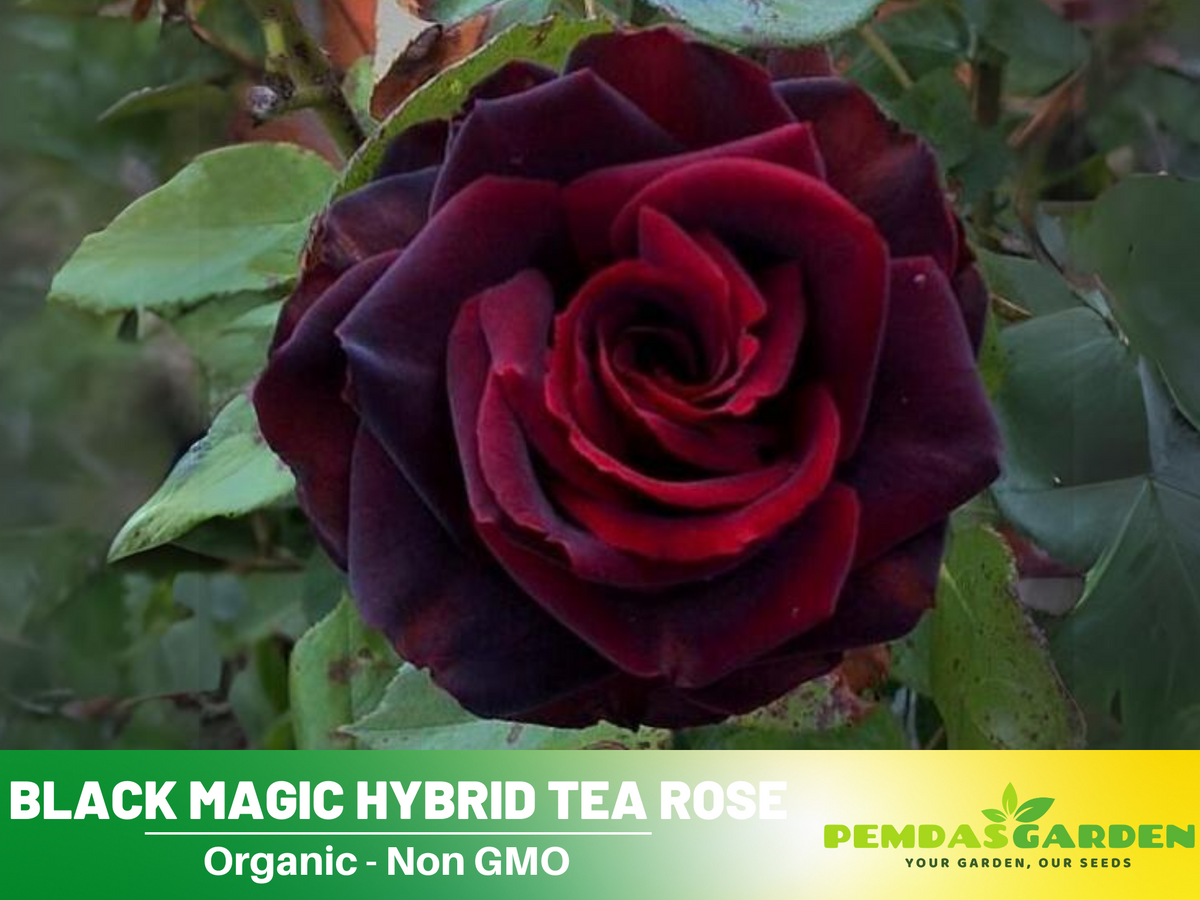 30+ Seeds| Black Magic Hybrid Tea  Rose Flower Seeds #1058