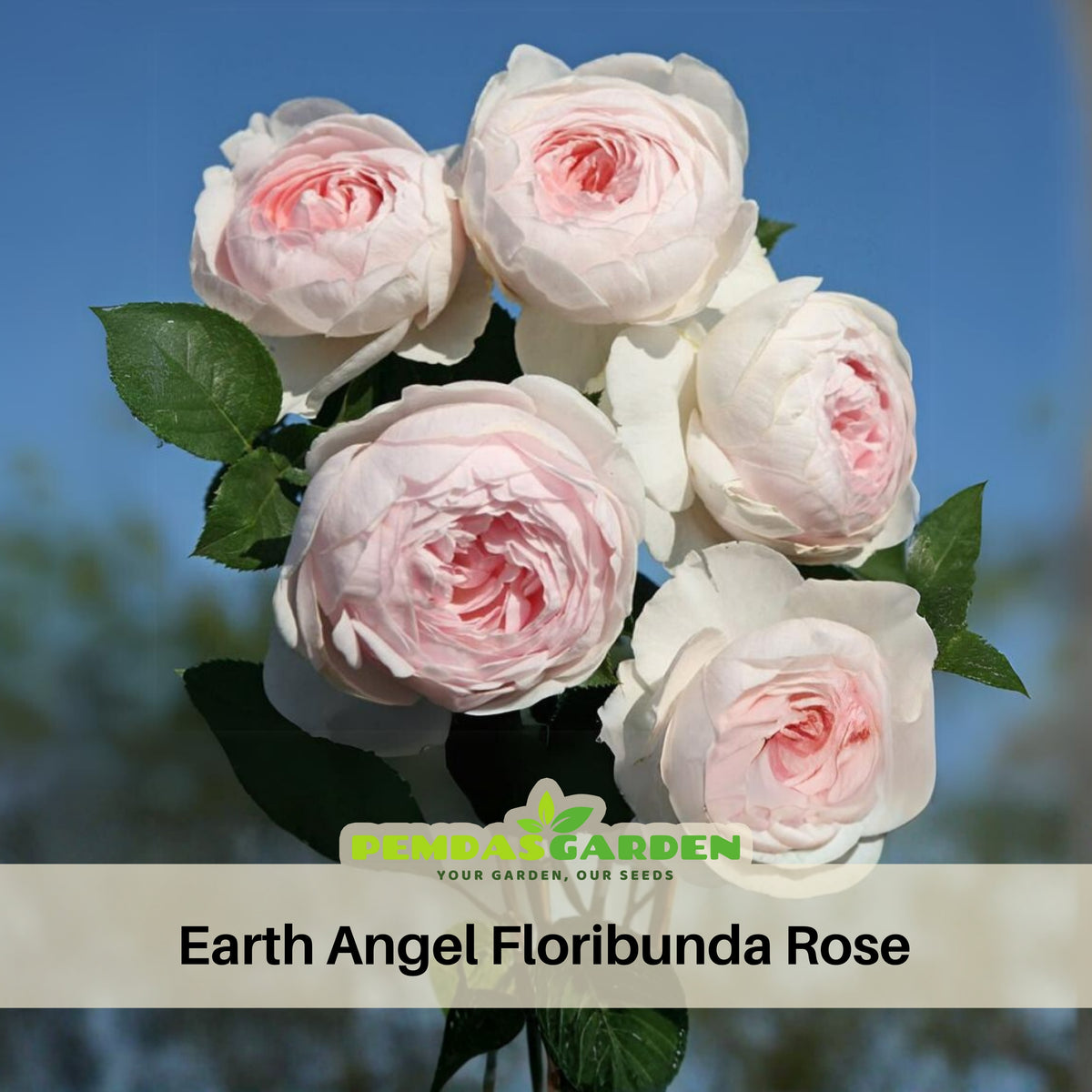 Earth Angel Rose Bush Flower Seeds, 30 seeds