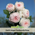 30 Rare Seeds| Earth Angel Rose Bush Flower Seeds #1059
