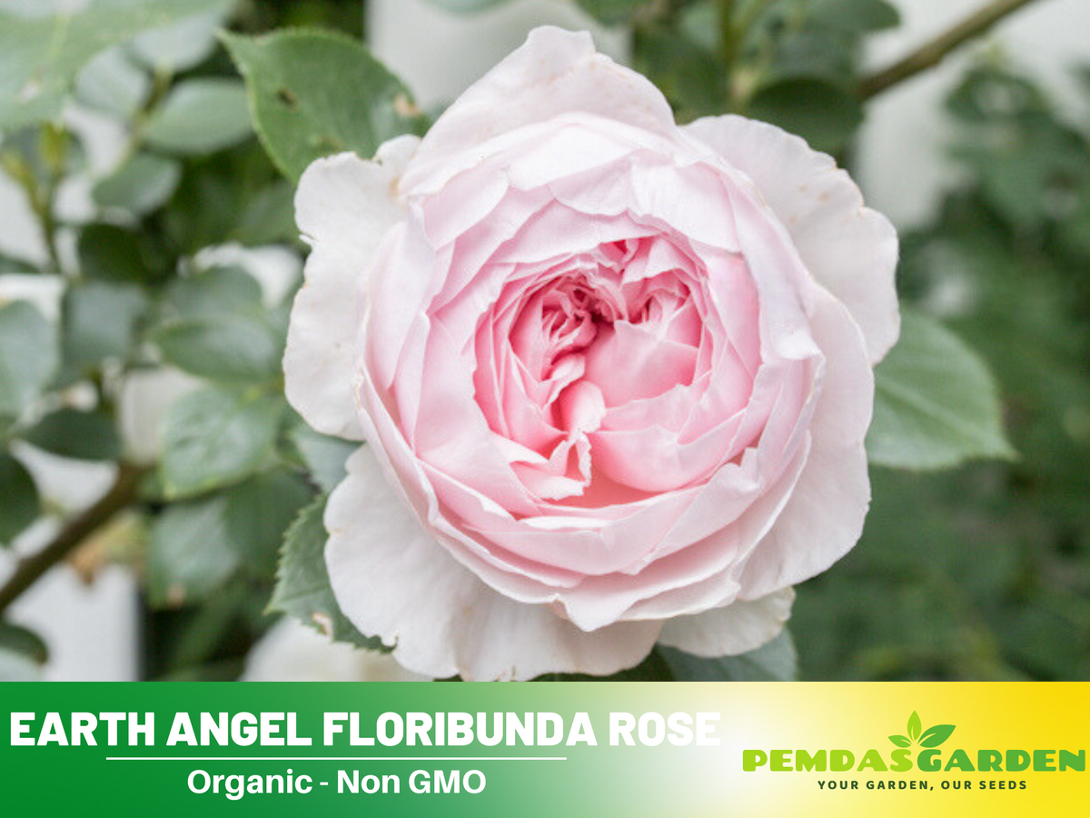 30 Rare Seeds| Earth Angel Rose Bush Flower Seeds #1059
