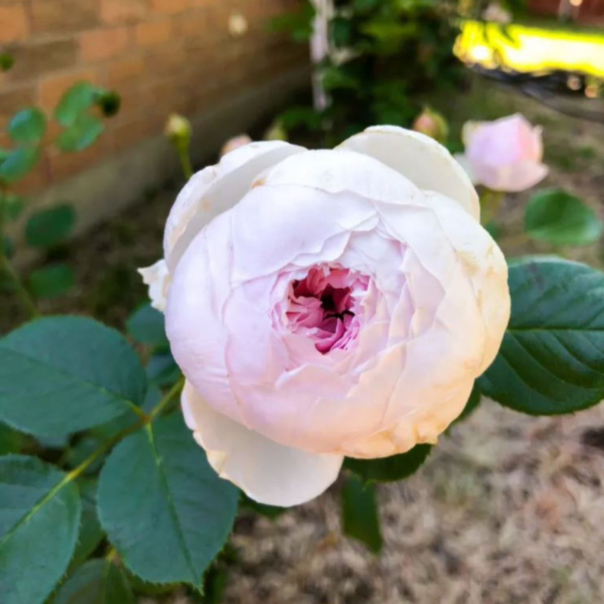 Earth Angel Rose Bush Flower Seeds, 30 seeds
