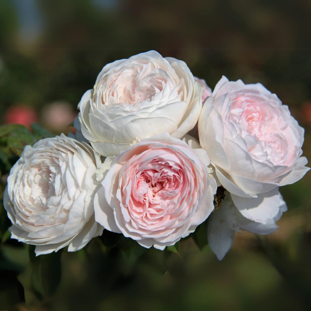 Earth Angel Rose Bush Flower Seeds, 30 seeds