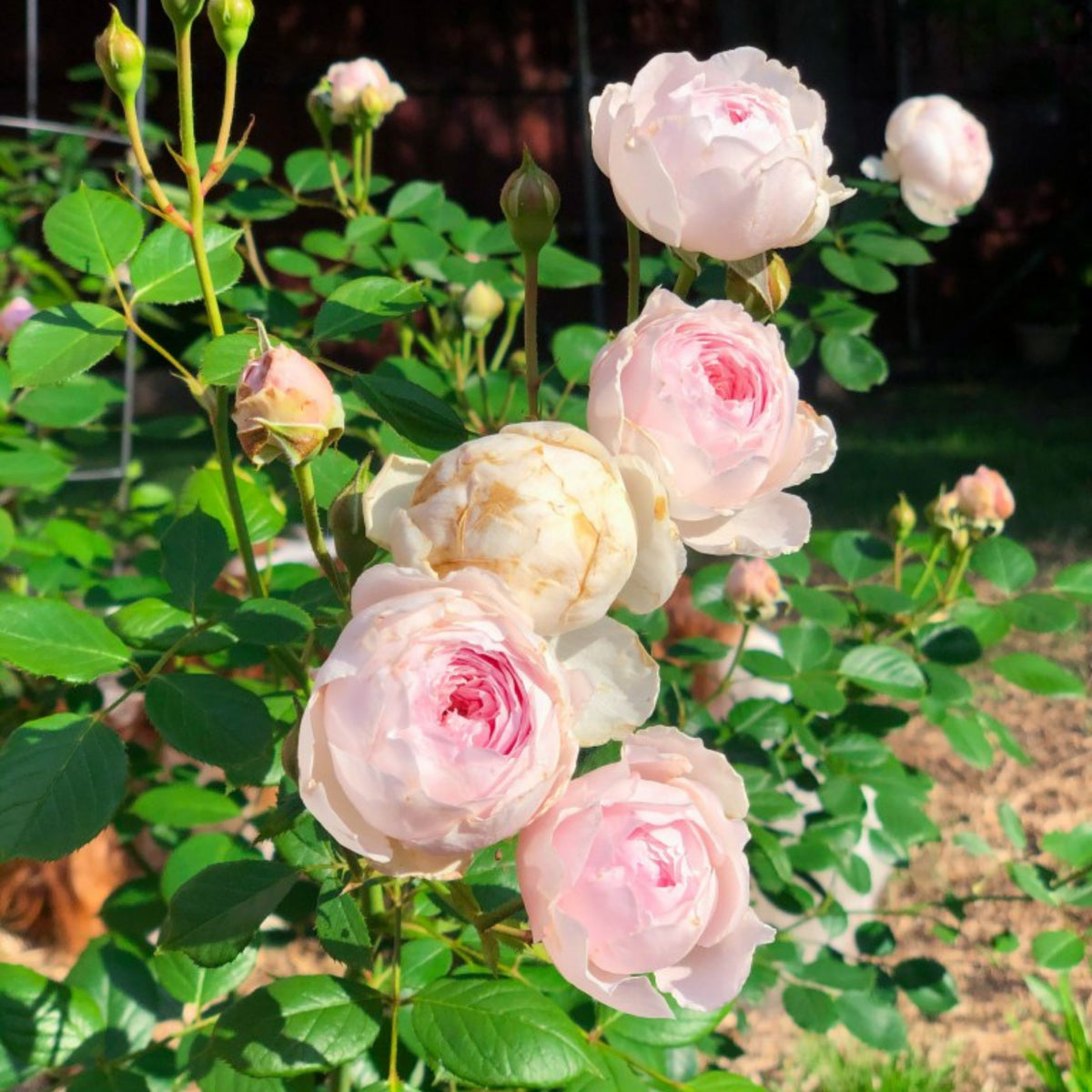 Earth Angel Rose Bush Flower Seeds, 30 seeds