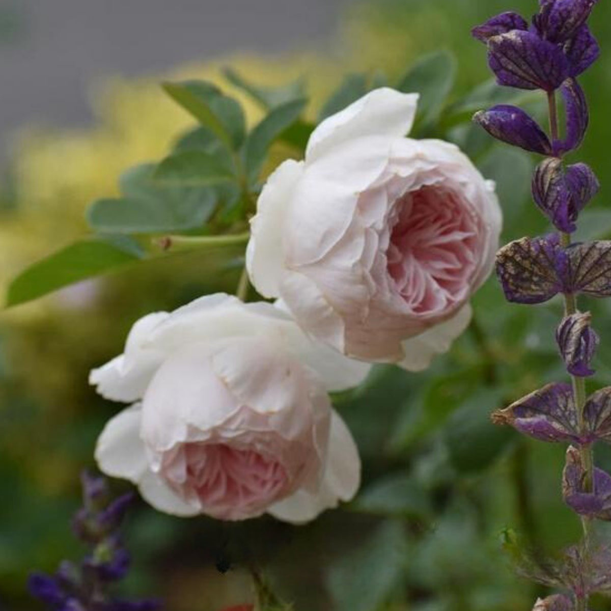 Earth Angel Rose Bush Flower Seeds, 30 seeds