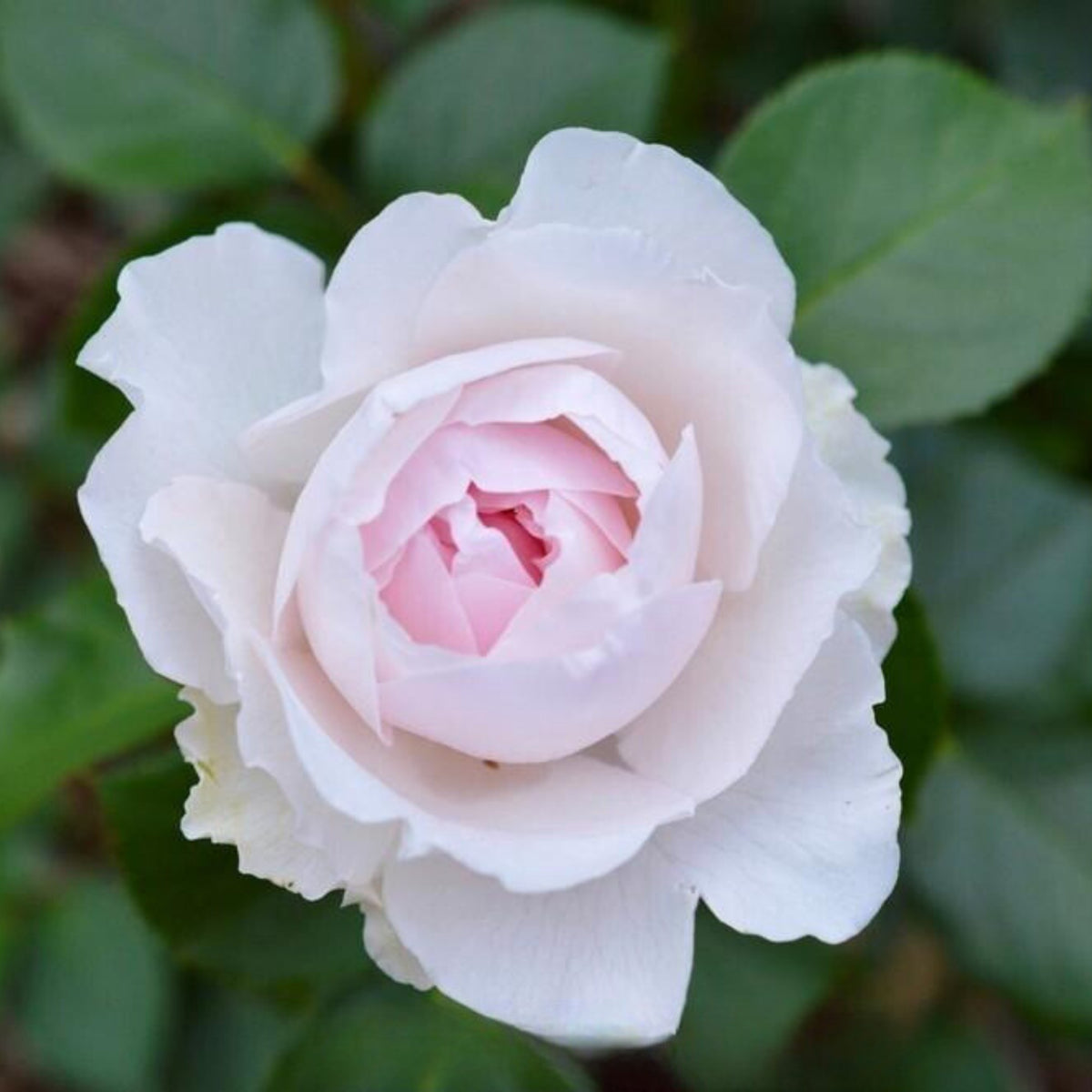 Earth Angel Rose Bush Flower Seeds, 30 seeds