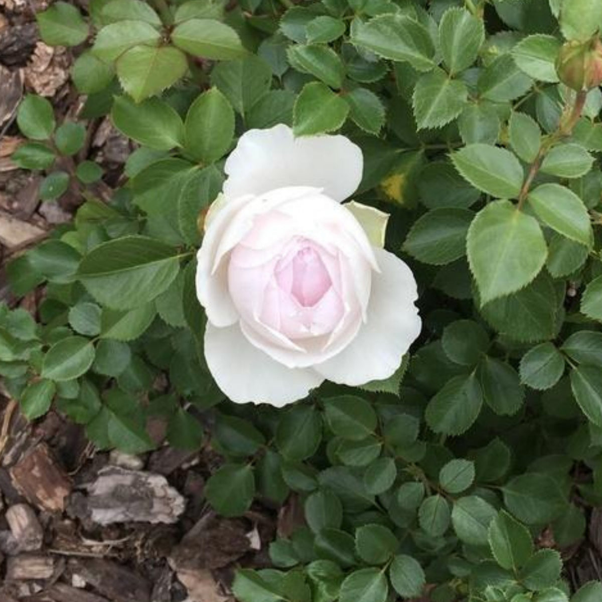 Earth Angel Rose Bush Flower Seeds, 30 seeds