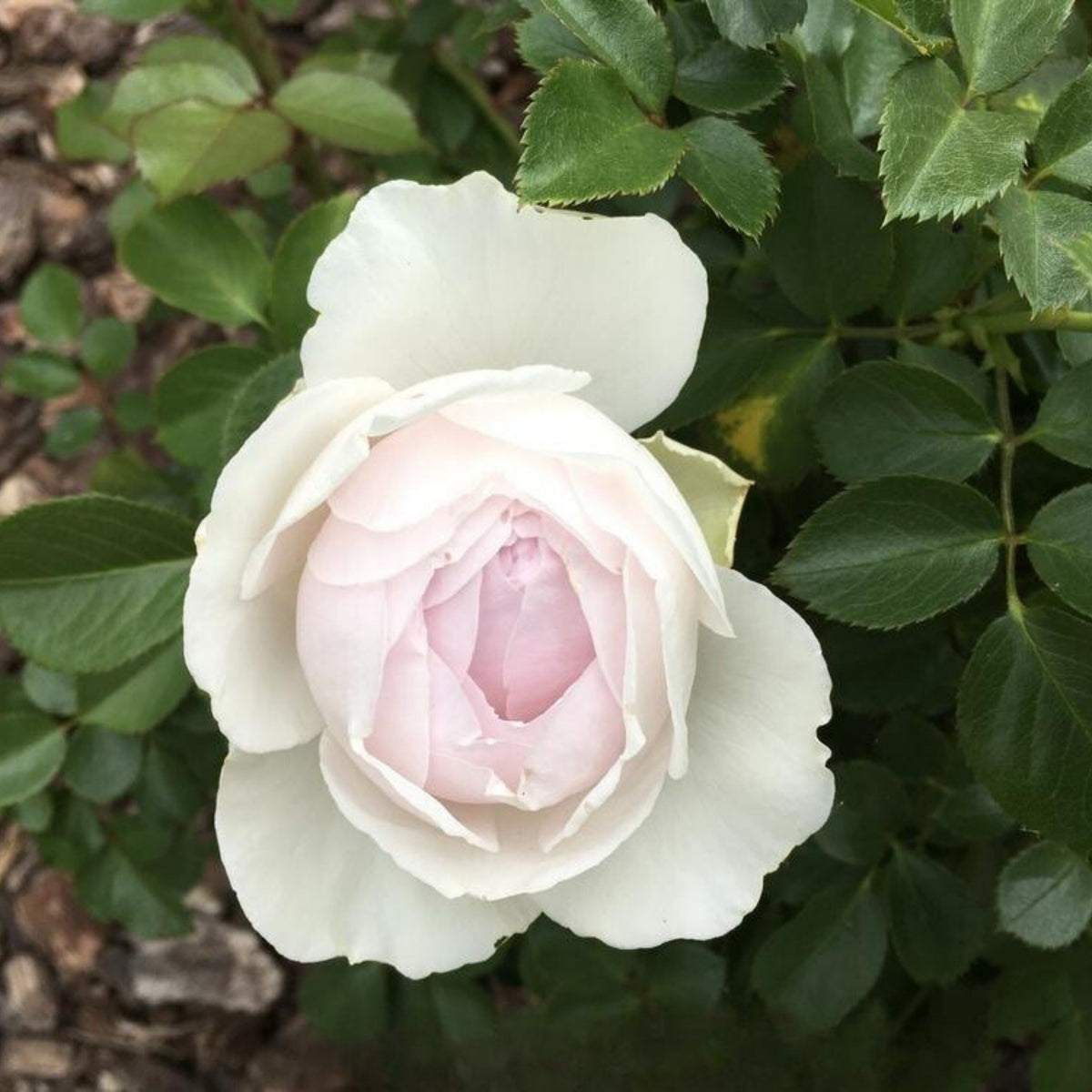 Earth Angel Rose Bush Flower Seeds, 30 seeds