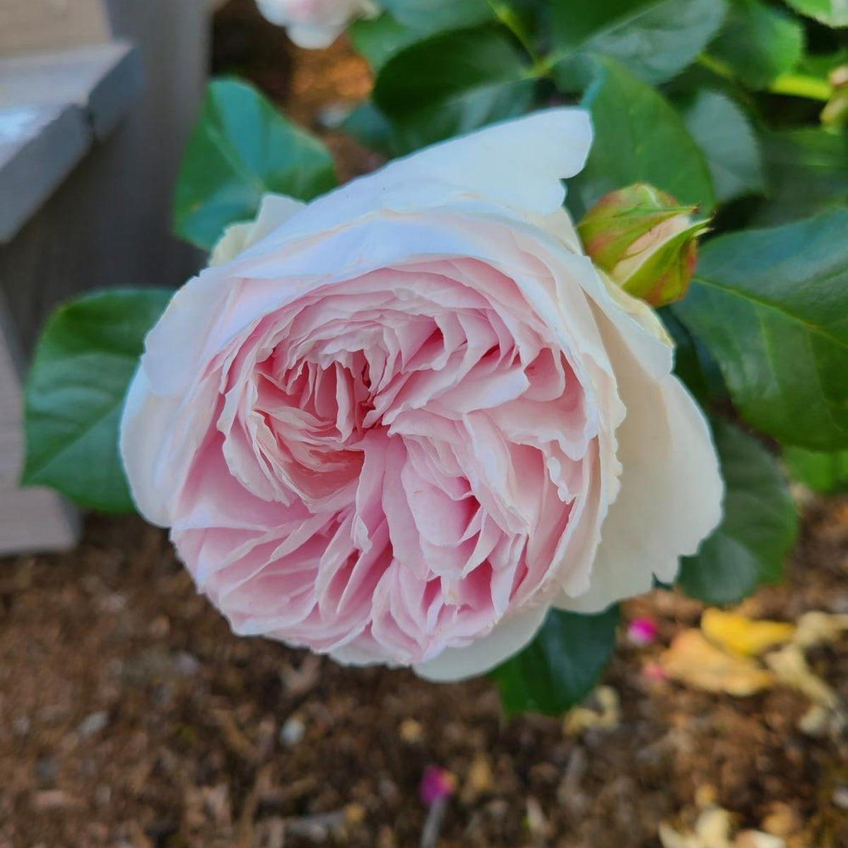 Earth Angel Rose Bush Flower Seeds, 30 seeds
