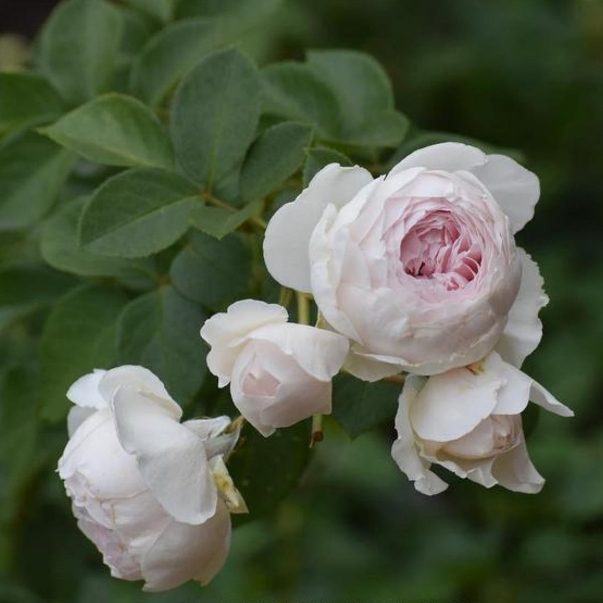 Earth Angel Rose Bush Flower Seeds, 30 seeds