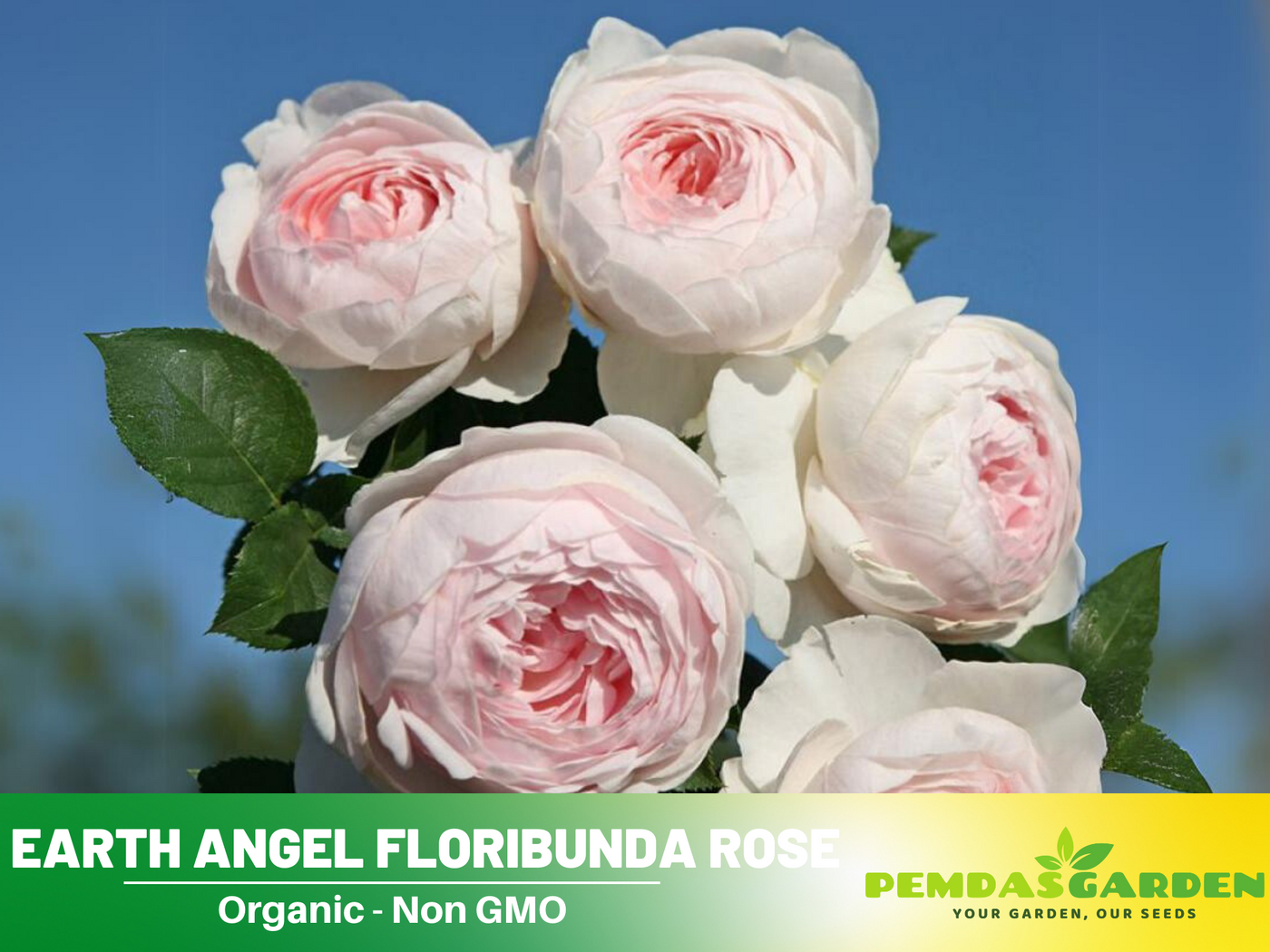 angel rose seeds 30 Rare Seeds| Earth Angel Rose Bush Flower Seeds #1059 – PEMDASGARDEN