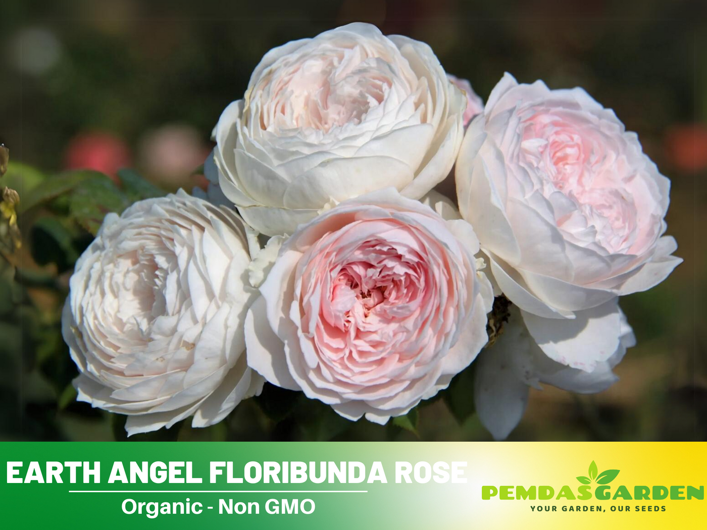 earth angel rose seeds 30 Rare Seeds| Earth Angel Rose Bush Flower Seeds #1059 – PEMDASGARDEN