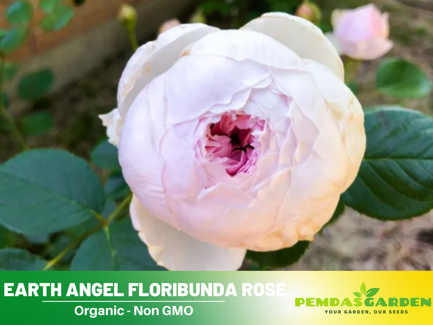 angel rose seeds 30 Rare Seeds| Earth Angel Rose Bush Flower Seeds #1059 – PEMDASGARDEN