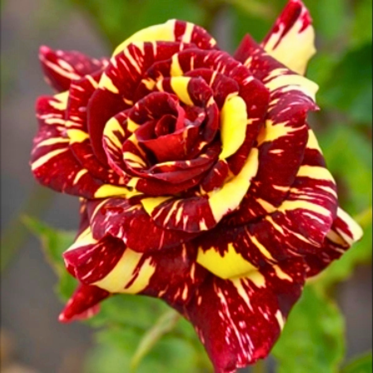 Multi Seeds - Color Mix Rose Seeds, 30 seeds