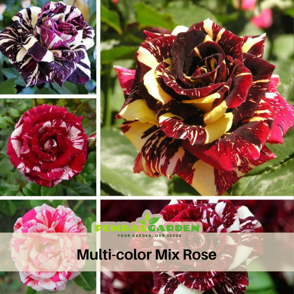 Multi Seeds - Color Mix Rose Seeds, 30 seeds