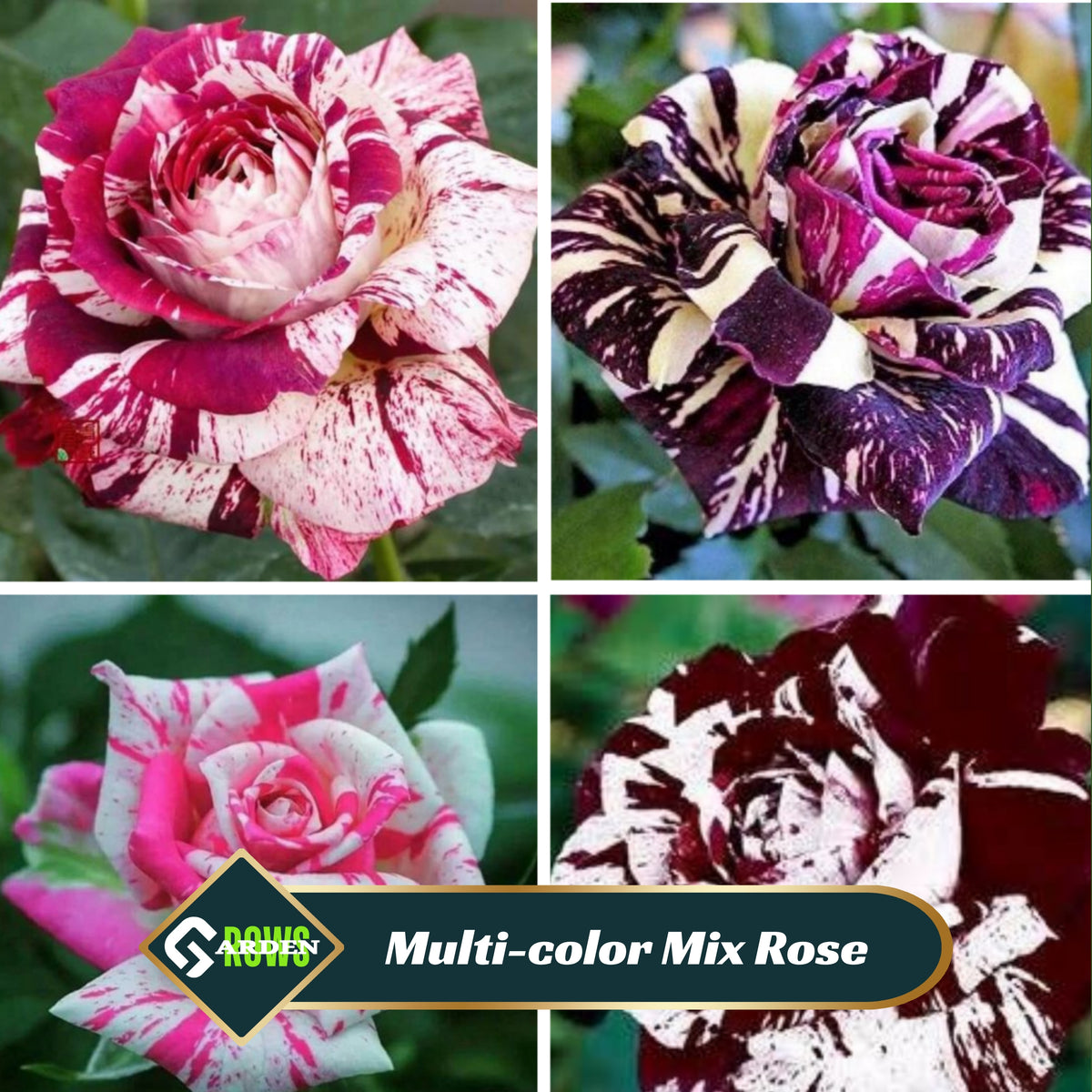 Multi Seeds - Color Mix Rose Seeds, 30 seeds