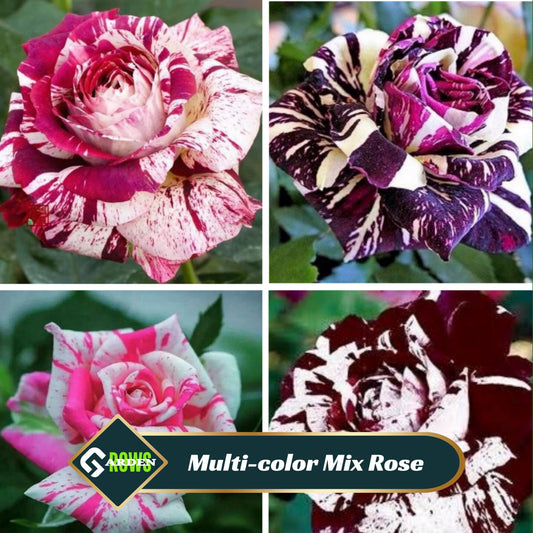 Multi Seeds - Color Mix Rose Seeds, 30 seeds
