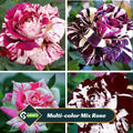 30 Seeds| Muti- color Mix Rose  Seeds #1060