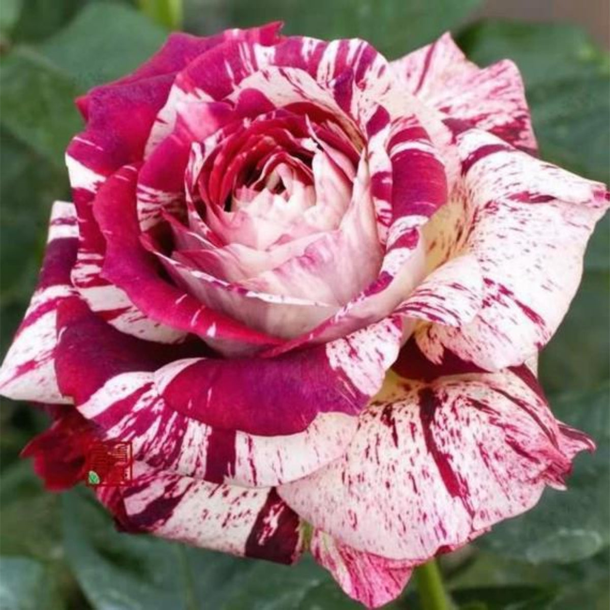 Multi Seeds - Color Mix Rose Seeds, 30 seeds