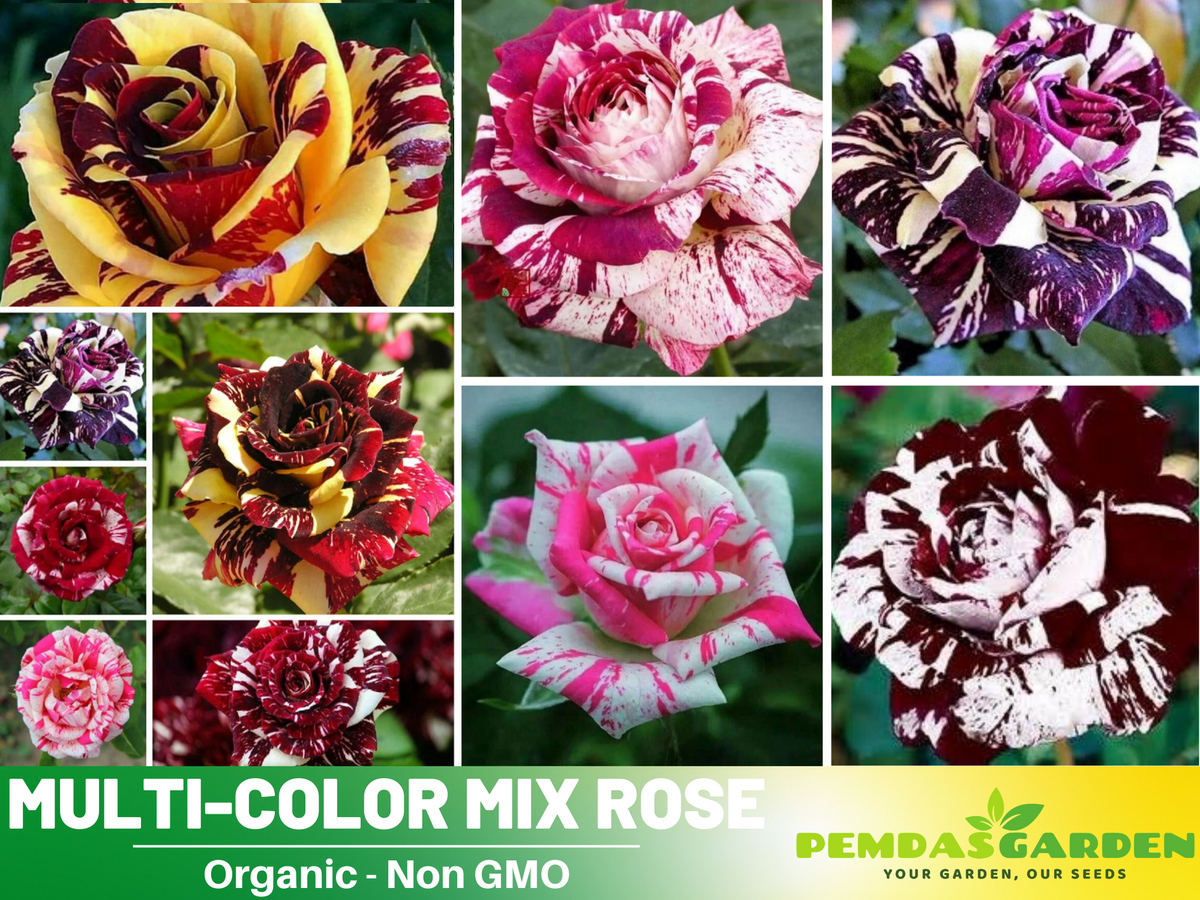 30 Seeds| Muti- color Mix Rose Seeds #1060 – PEMDASGARDEN