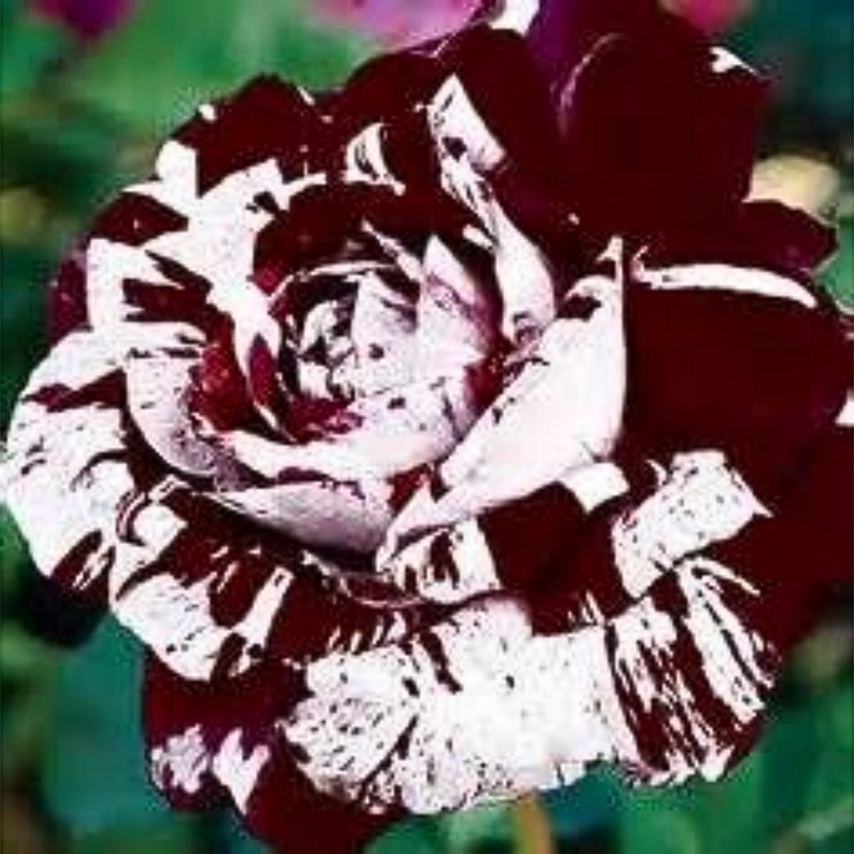 Multi Seeds - Color Mix Rose Seeds, 30 seeds