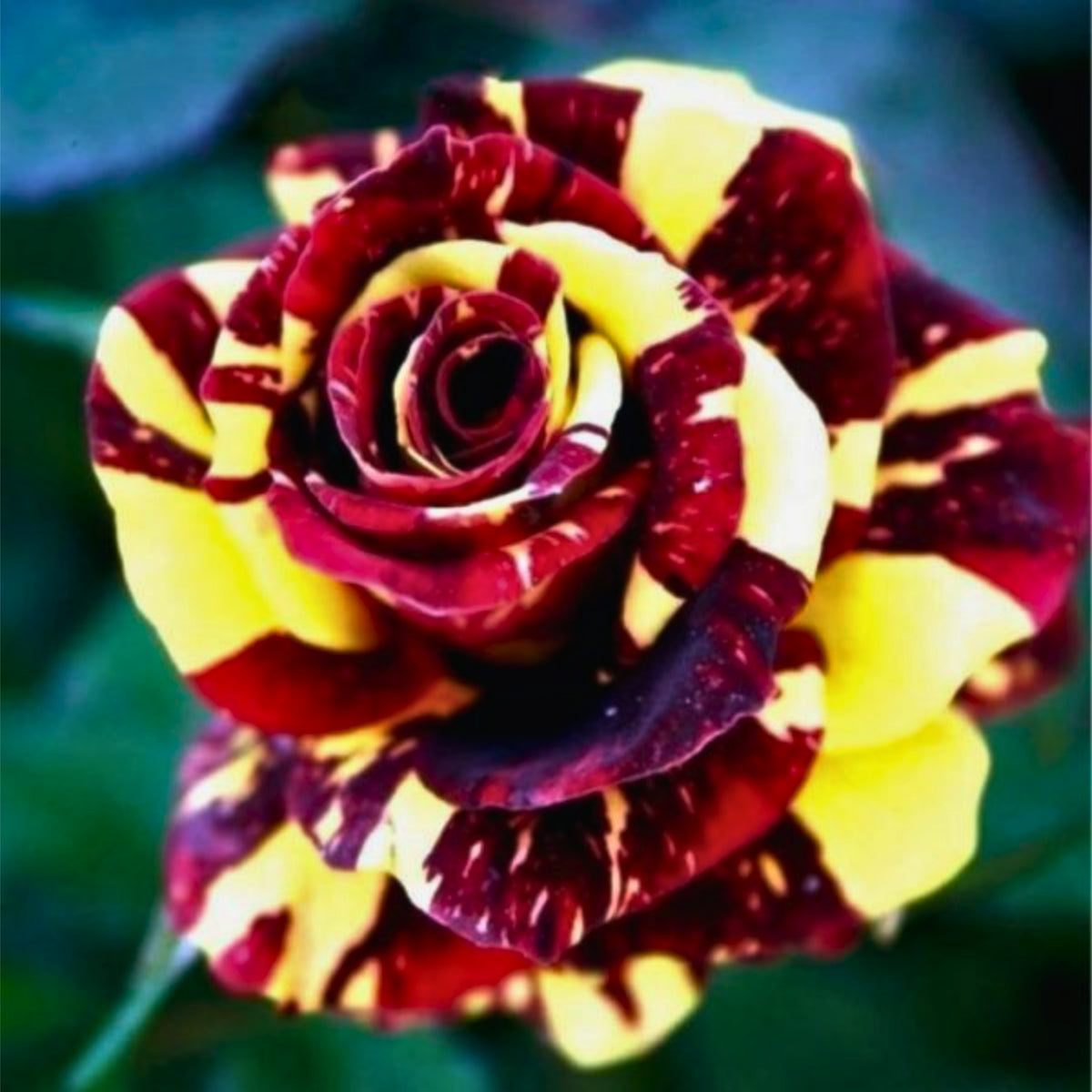 Multi Seeds - Color Mix Rose Seeds, 30 seeds