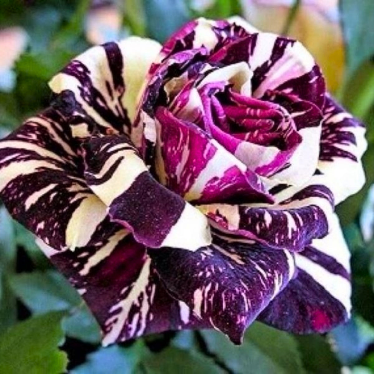 Multi Seeds - Color Mix Rose Seeds, 30 seeds