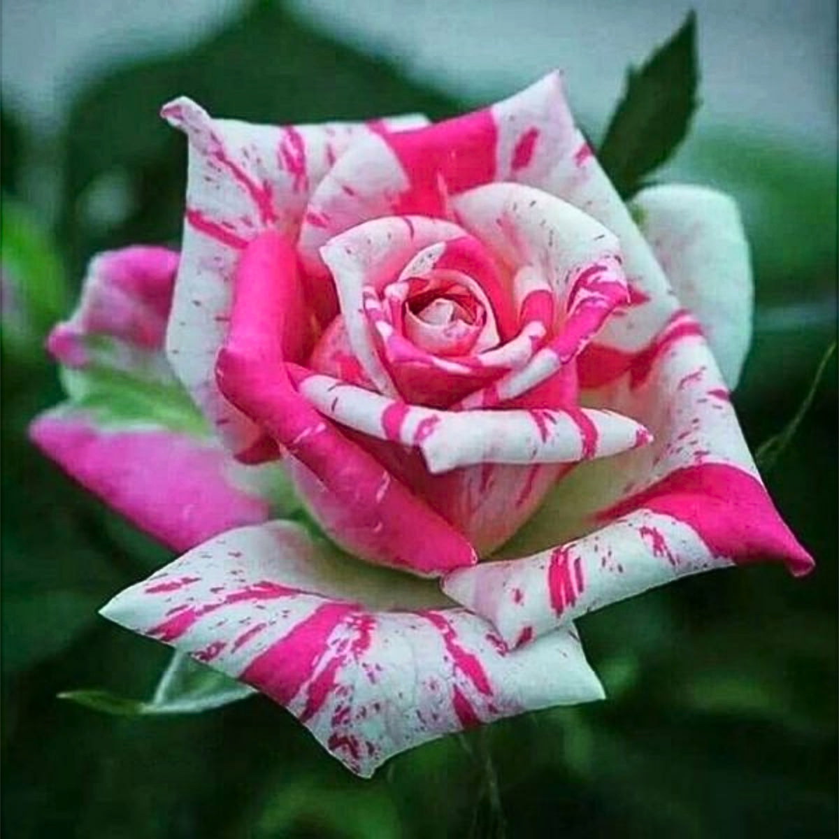 Multi Seeds - Color Mix Rose Seeds, 30 seeds