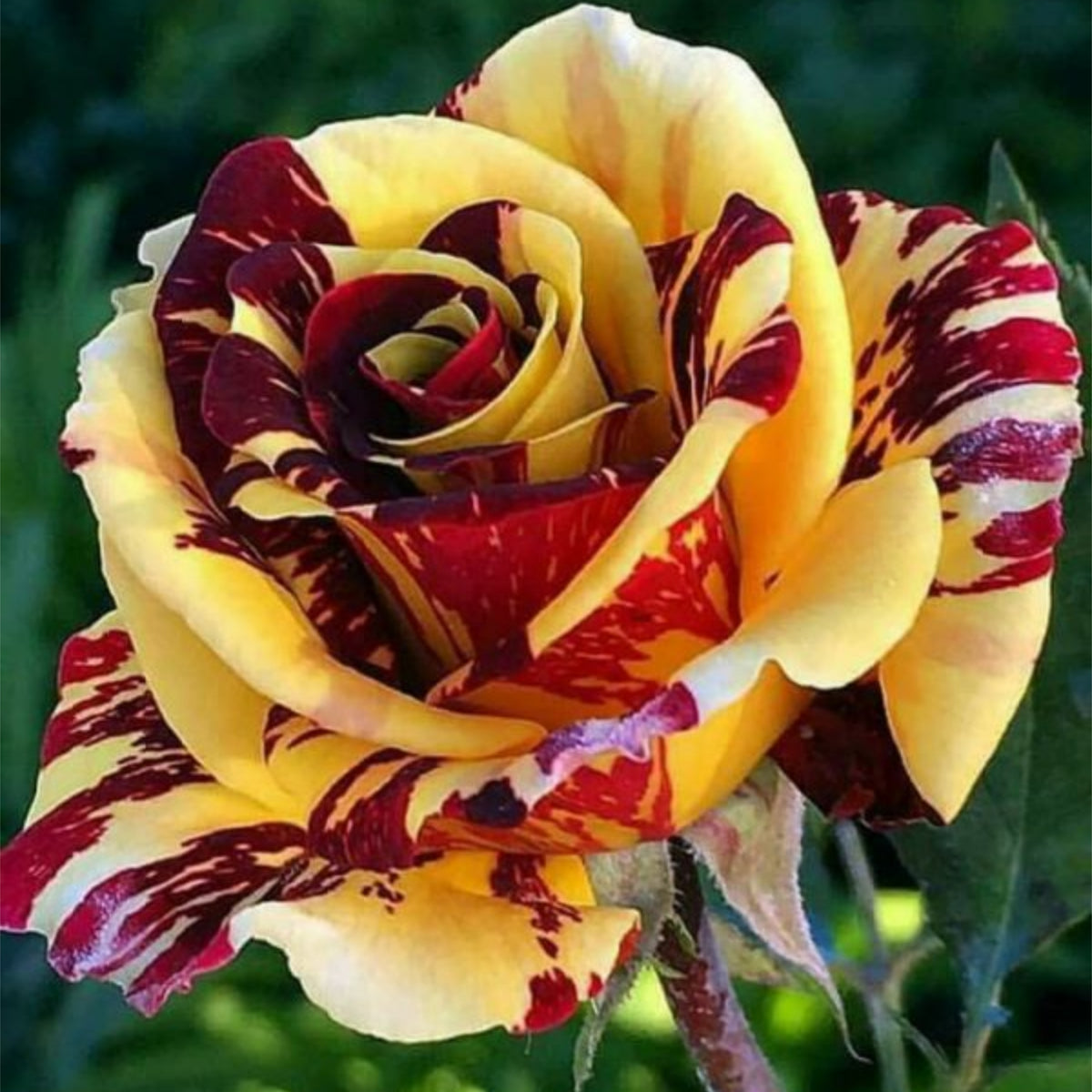 Multi Seeds - Color Mix Rose Seeds, 30 seeds