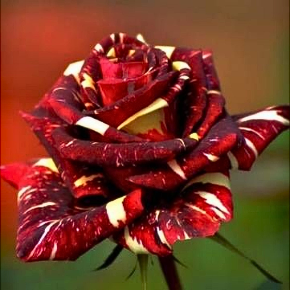 Multi Seeds - Color Mix Rose Seeds, 30 seeds