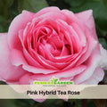 30 Rare Seeds - Pink Rose Flower Seeds #1062