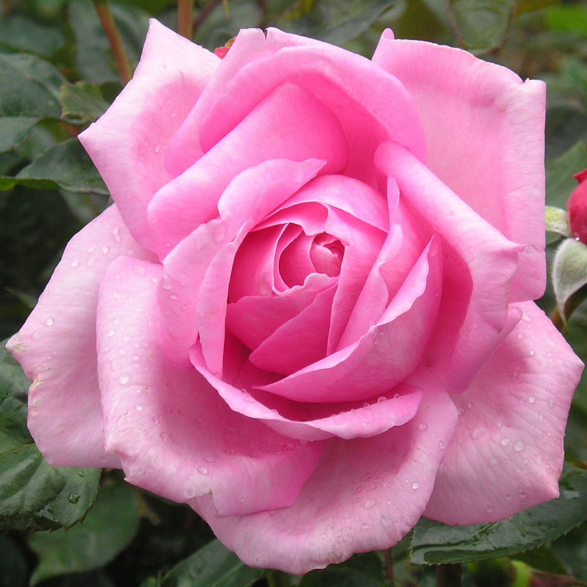 Pink Rose Flower Seeds, 30 seeds