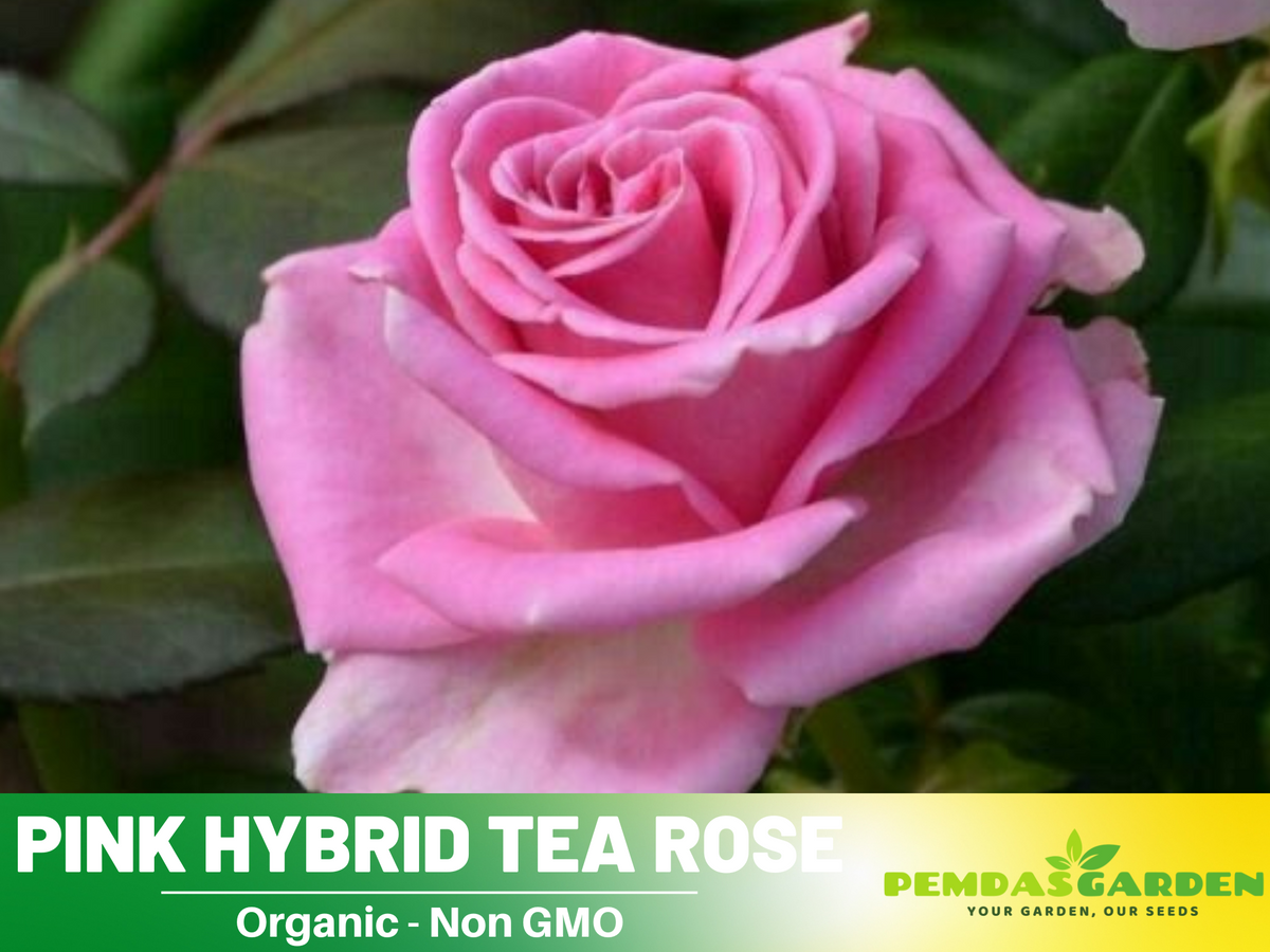 30 Rare Seeds - Pink Rose Flower Seeds #1062