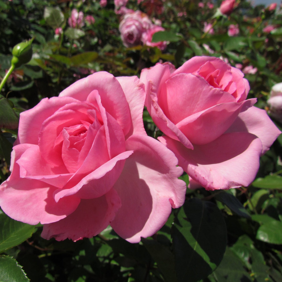 Pink Rose Flower Seeds, 30 seeds