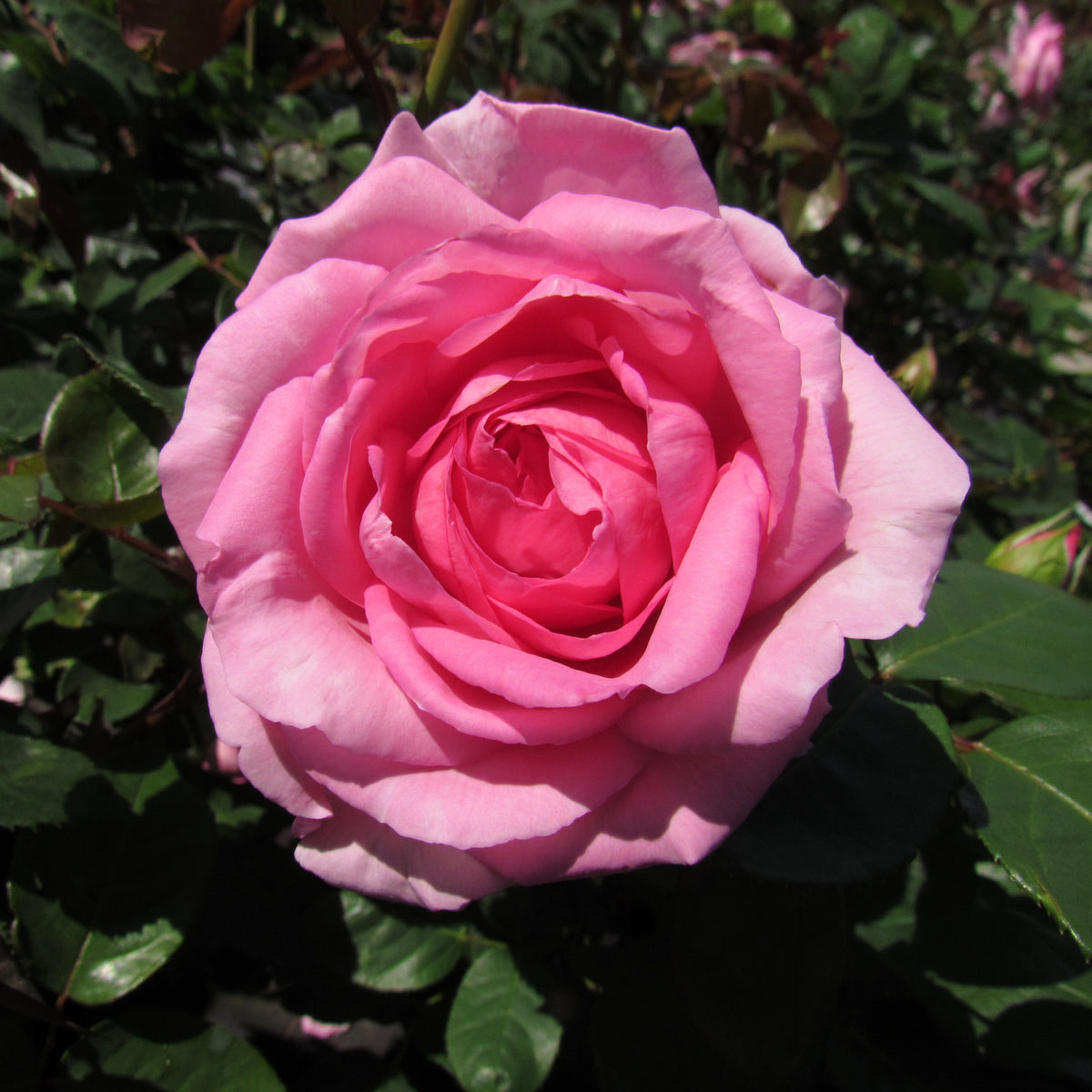 Pink Rose Flower Seeds, 30 seeds
