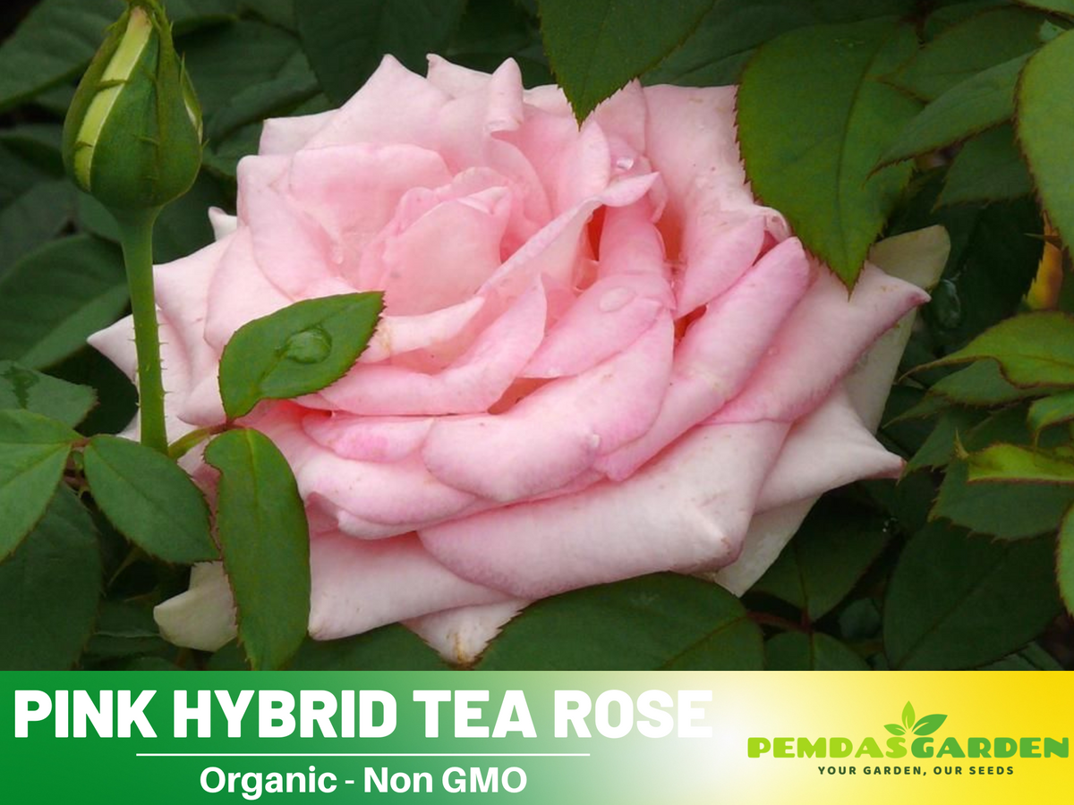 30 Rare Seeds - Pink Rose Flower Seeds #1062