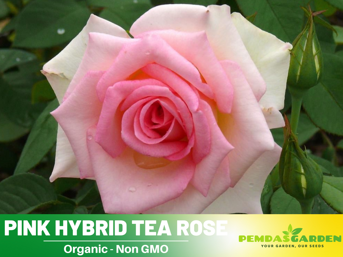 30 Rare Seeds - Pink Rose Flower Seeds #1062