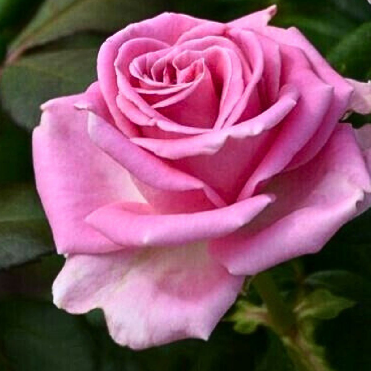 Pink Rose Flower Seeds, 30 seeds