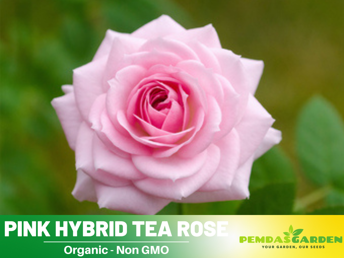 30 Rare Seeds - Pink Rose Flower Seeds #1062