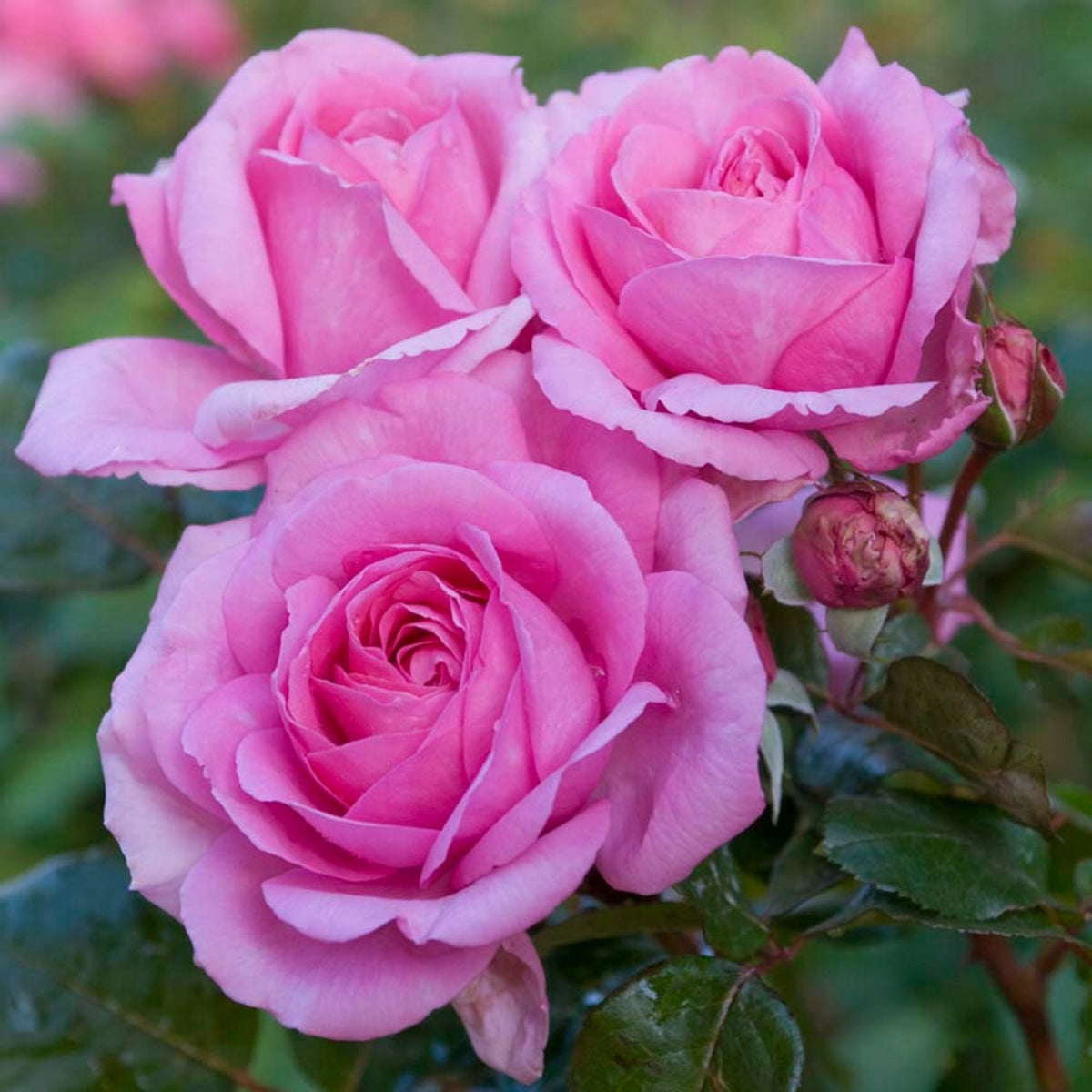 Pink Rose Flower Seeds, 30 seeds