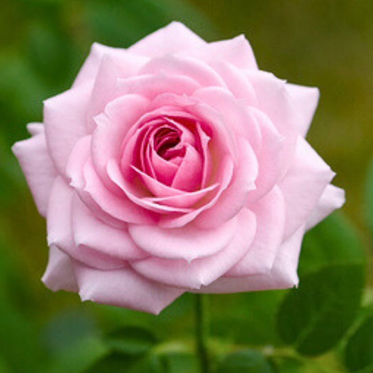 Pink Rose Flower Seeds, 30 seeds
