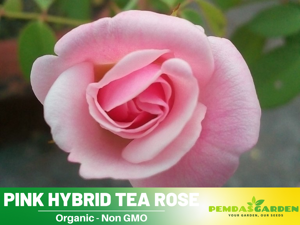 30 Rare Seeds - Pink Rose Flower Seeds #1062