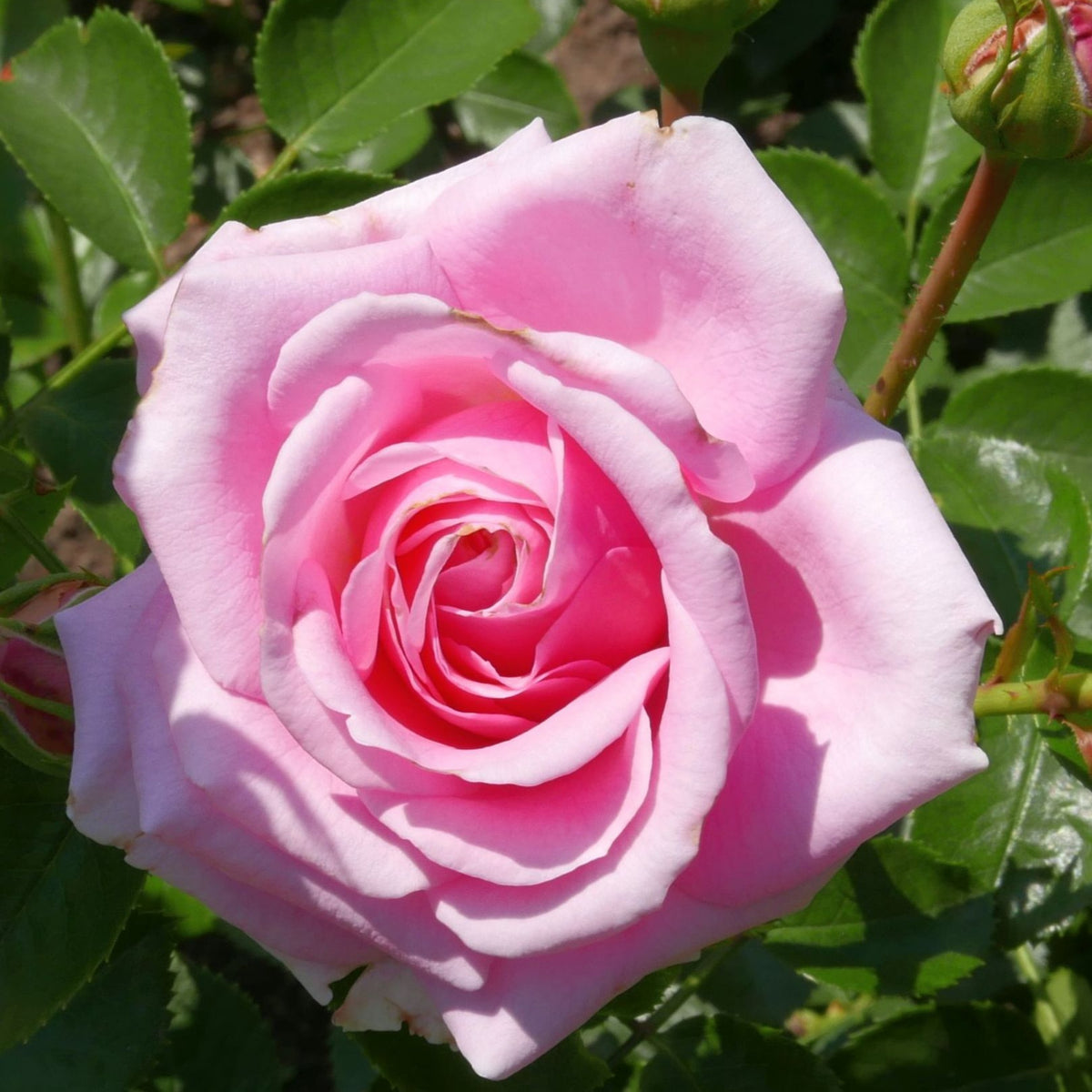 Pink Rose Flower Seeds, 30 seeds
