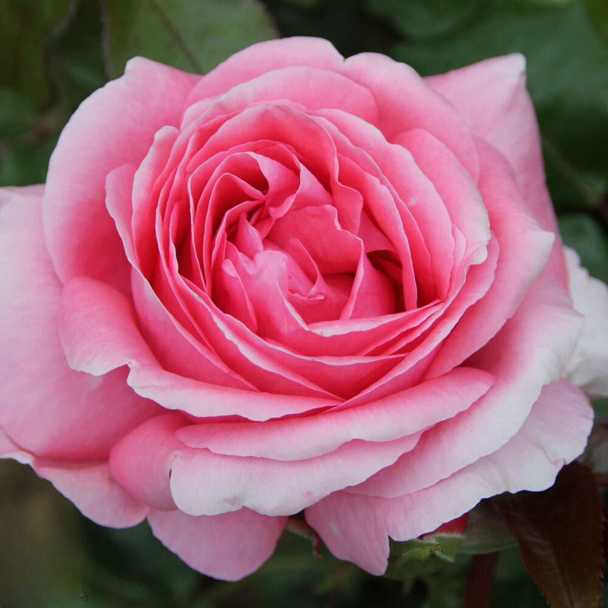 Pink Rose Flower Seeds, 30 seeds