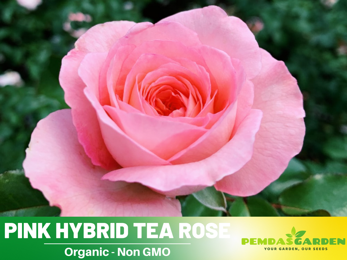 30 Rare Seeds - Pink Rose Flower Seeds #1062