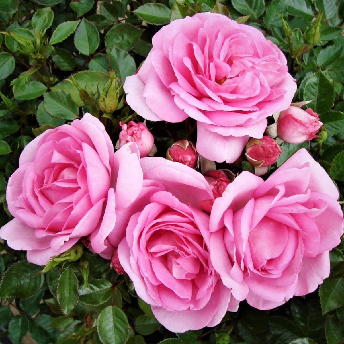 Pink Rose Flower Seeds, 30 seeds