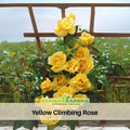 30 Rare Seeds - Yellow Climbing Rose Seed Flower #1063