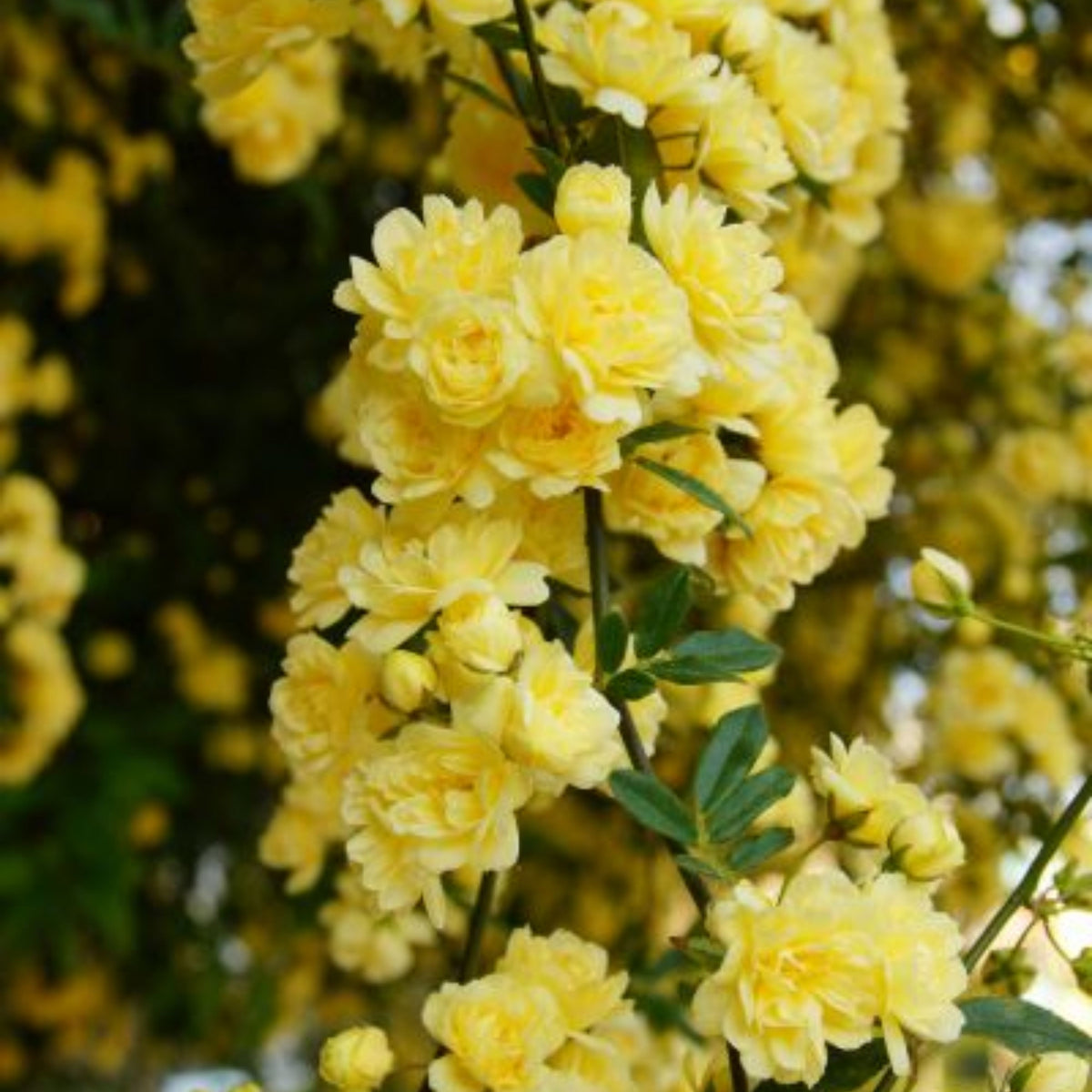 Yellow Climbing Rose Seeds, 30 seeds