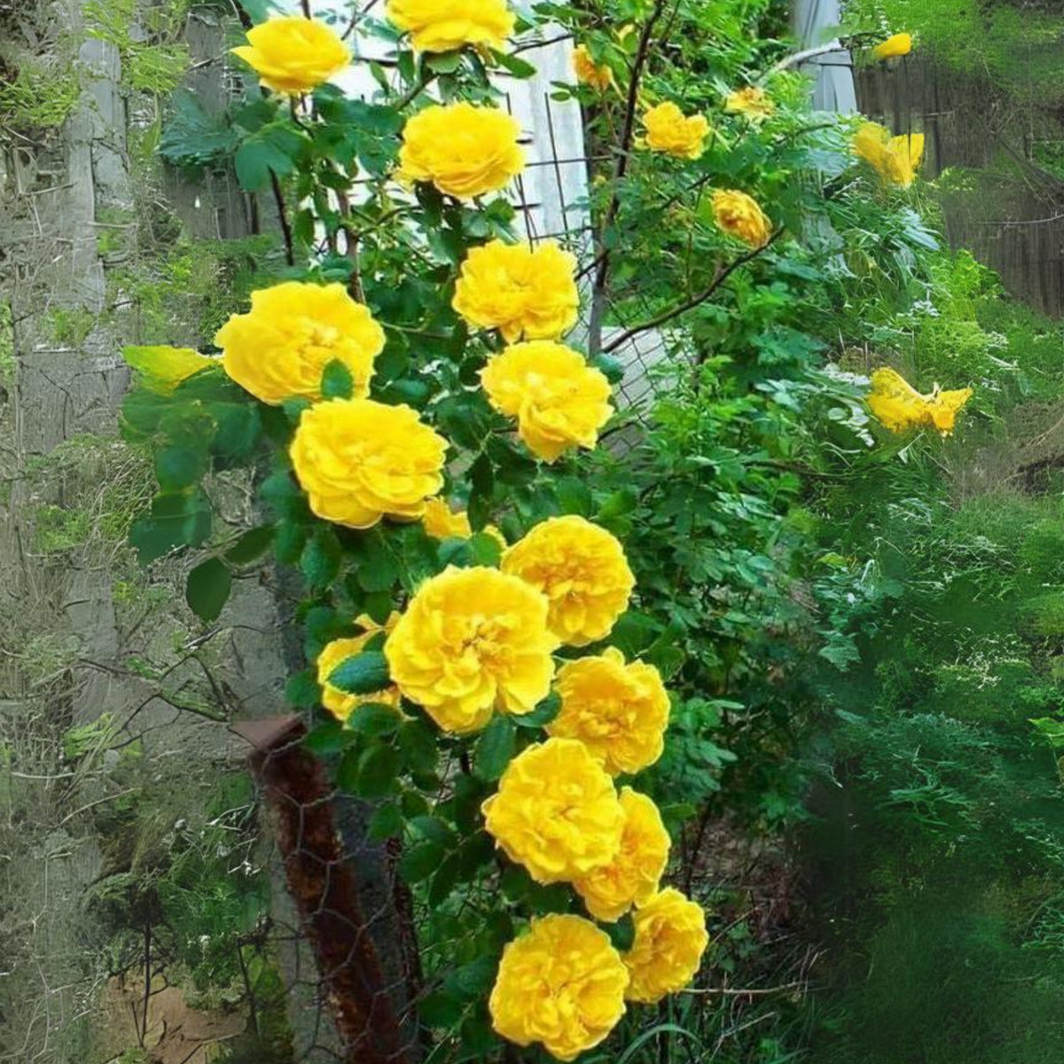 Pink Rose Flower Seeds, 30 seeds